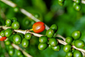 Bagas de café brasileiro