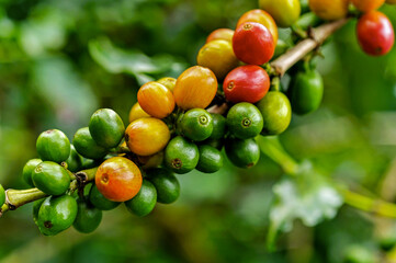 Bagas de café brasileiro