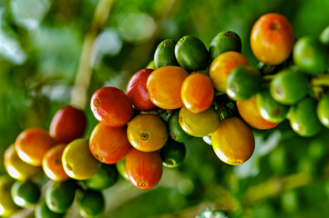 Bagas de café brasileiro