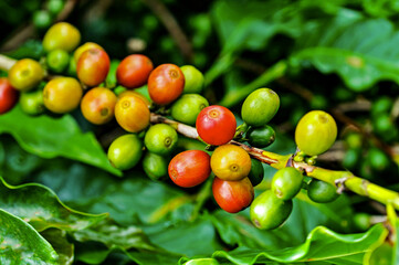 Bagas de café brasileiro