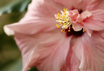 selective focus on the pistil and stamens of Hibiscus rosa-Sinensis against the background of blurred pink petals on the full frame. Floral Background with China rose - Powered by Adobe