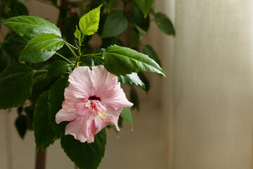 delicate pink flower Chinese hibiscus with green leaves close up in the room against the background of light curtains