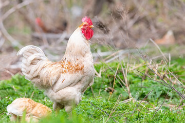 A rooster and a free-range chicken on the grass in the countryside.