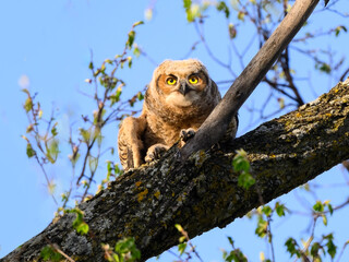 Great Horned Owl Owlet sitting on  tree branch on blue sky, portrait