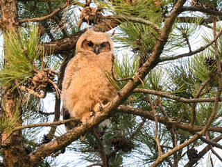 Great Horned Owl Owlet sitting on pine tree  branch, portrait