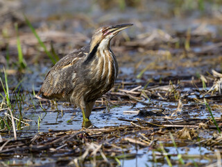 American Bittern standing on pond, portrait