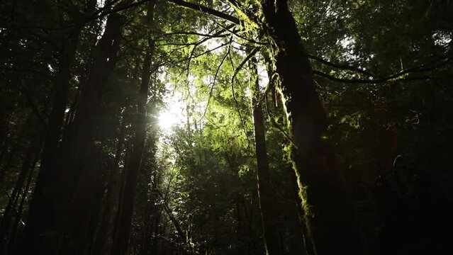 Enchanting view of the forest in the morning. Panning the woods green vegetation with the rising sun creating a beautiful lens flare. 