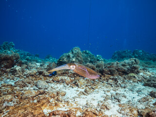 Naklejka na ściany i meble Seascape with Reef Squid in the coral reef of the Caribbean Sea, Curacao