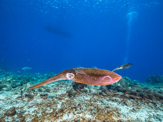 Seascape with Reef Squid in the coral reef of the Caribbean Sea, Curacao