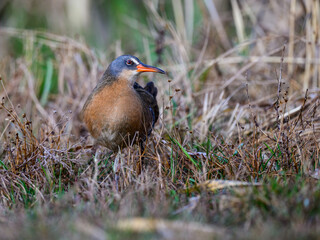 Virginia Rail  Standing between reeds, Closeup Portrait in Spring