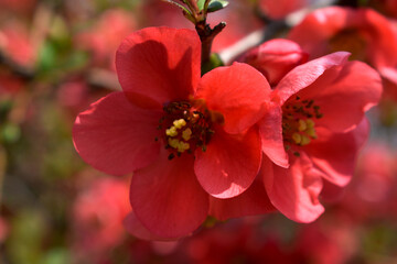 Czerwony kwiat z drobnymi patyczkami i żółtym środkiem. Wiosenny krzew z kwiecistym pękiem świeżych kwiatów.  - obrazy, fototapety, plakaty