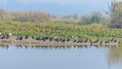 Some water birds resting near lake