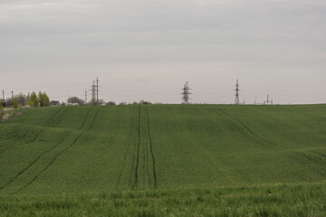 Fototapeta na wymiar Green field in the spring season, sowing agricultural crops