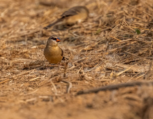 A Red Avadavat in eye contact