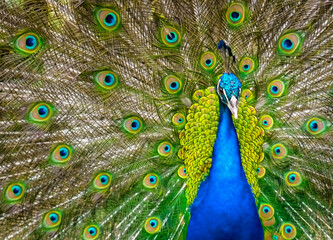 Obraz premium Beautiful, blue peacock with unfolded feathers