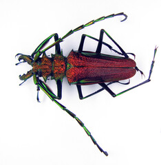 Unusual metallic red iridescent longhorn beetle Psalidognathus friendi male. Cerambycidae....