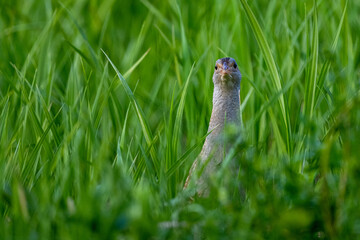Corncrake (Crex crex) singing in a meadow. Bieszczady, Carpathian Mountains, Poland.