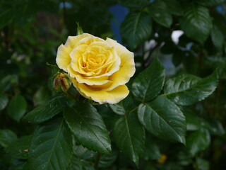 Frühlingsblumen