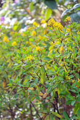 Small yellow flowers with green leaves background