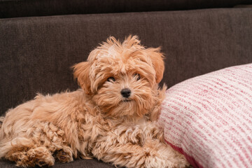 Close-up of a small fluffy maltipoo dog lying next to a pillow on the sofa, half toy poodle, half maltese looks ahead, funny pet of the whole family