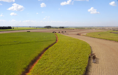 Colheita de cana de açucar 