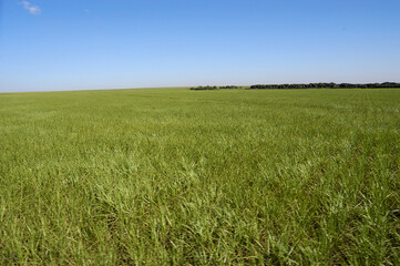 Canavial vista aérea 