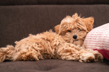 Close-up of a small fluffy dog maltipoo laying his head on a pillow on the couch, half toy poodle,...