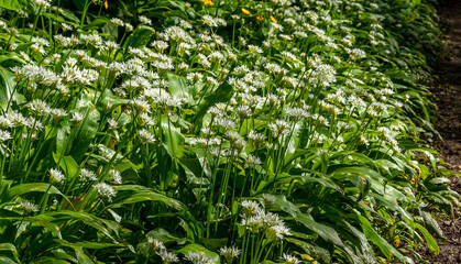 Bear's garlic, allium ursinum,  blooming in the forest