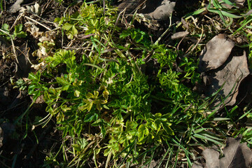 moss on the ground
