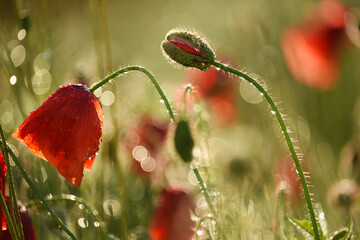 Obraz premium Spring flowers in the meadow after the rain. Scarlet poppies in drops after the rain and the sun at sunset.