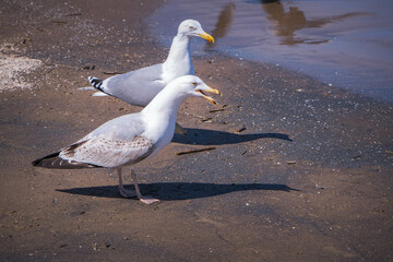Two seagulls on the shores of the dirty Baltic Sea in Jurmala, Latvia Wild birds stand on white sand against.