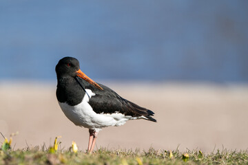 Eurasian Oystercatcher is walking on the beach