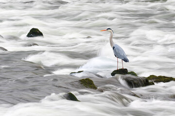 gray heron in the river, long exposure