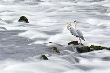 gray heron in the river, long exposure