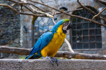 blue and yellow macaw