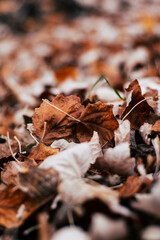 Otoño