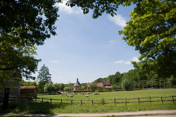 brown sheep graze on an open green meadow in a farming area, rural life, 
