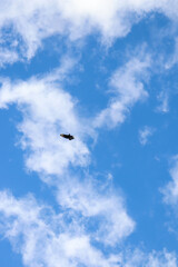 Fototapeta premium Bird in the sky