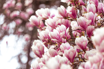 Spring floral background, beautiful bloomed light, pink magnolia flowers in a soft light, selective...