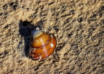 Shell found at Prainha da Lagoa dos Barros in Osório in Rio Grande do Sul, Brazil.
