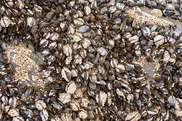 Bivalve molluscs attached to rocks on Saunton Sands beach, Devon