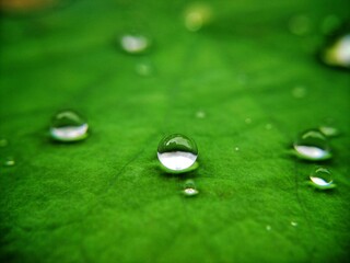 water drops on lotus leaf