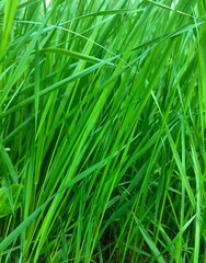 green grass background