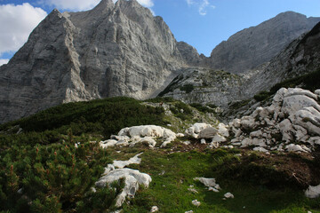 Family of Alpine Chamois (Rupicapra rupicapra) in the Alps under the the face of the mountain Stenar in Triglavski Narodni Park