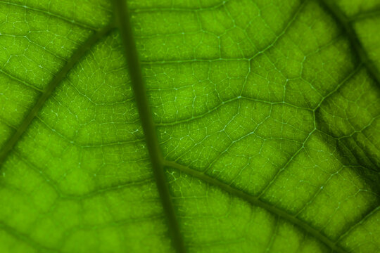 Close up image of mango leaf, illuminated from the bank, showing the anatomy of a leaf and depth of field.