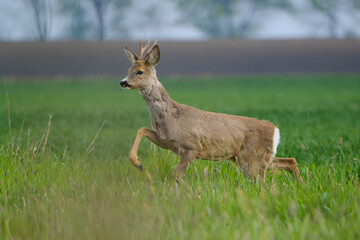 Naklejka na ściany i meble Young Roe deer in a green grassland