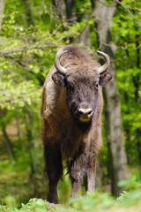 Wild European bison or Wisent, Bison bonasus, between trees