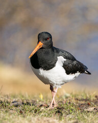  Eurasian Oystercatcher