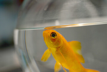 Bocal poisson rouge
