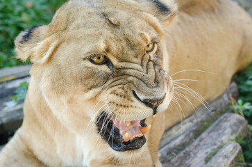Angry lion